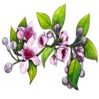 Floare de smochin