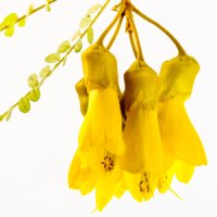 Floare de Sophora toromiro