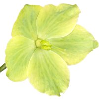 Floare de spânz