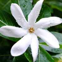 Floare de Tiare