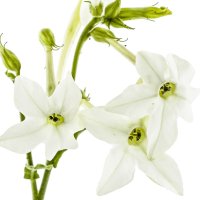 Floare de tutun