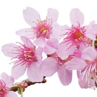 Floare de vișin