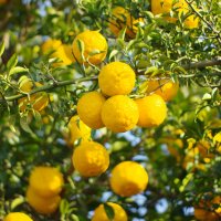 Floare de yuzu