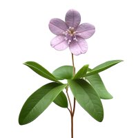 Floarea de mai