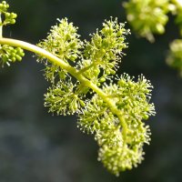 Floarea de viță