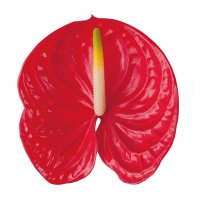 Floarea Flamingo (Anthurium)