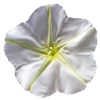 Floarea lunii