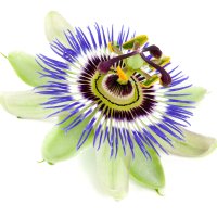 Floarea pasiunii