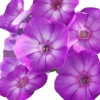 Flox