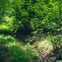 Foliaj forestier