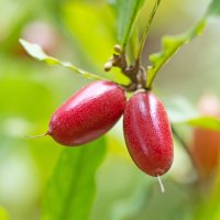 Fructul Miraculos