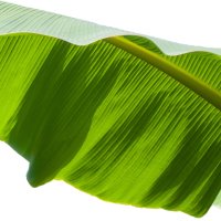 Frunză de banan