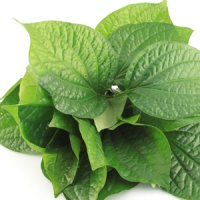 Frunză de betel