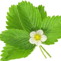 Frunză de căpșun