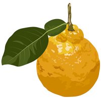 Frunză de cedrat