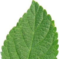 Frunză de Lantana