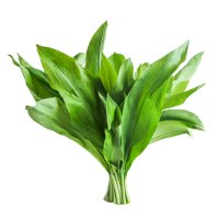 Frunză de leurdă