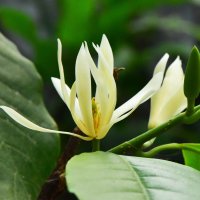 Frunză de magnolie