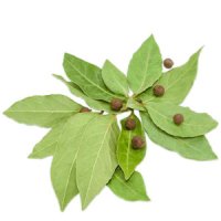 Frunză de piment