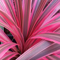 Frunză de Ti (Cordyline)