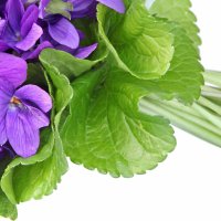 Frunză de violetă