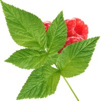 Frunză de zmeură