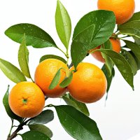 Frunze de mandarin