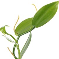 Frunze de vanilie