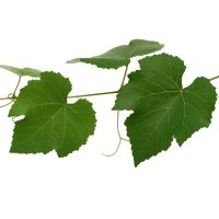 Frunze de viță de vie