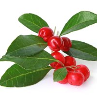 Gaultheria