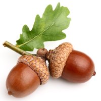 Ghindă