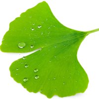 Ginkgo biloba