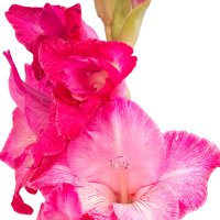 Gladiolă