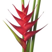 Heliconia Pink Flamingo