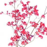 Heuchera