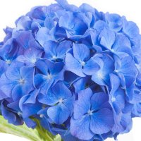 Hortensie