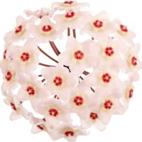 Hoya Carnosa (Floarea de ceară)