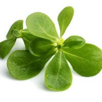 Iarbă grasă