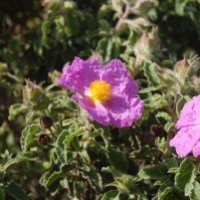Labdanum