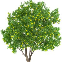 Lămâi (arbore)