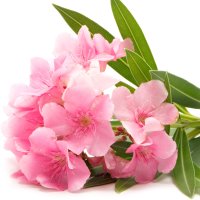Leandru (Nerium Oleander)