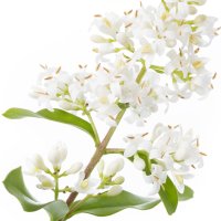 Lemn câinesc (Privet)