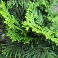 Lemn de Hinoki