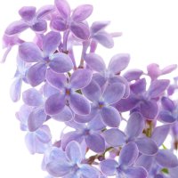 Liliac