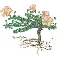 Lumânare Bushman