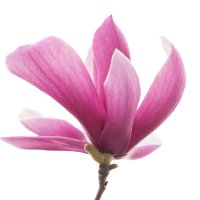 Magnolia Saucer