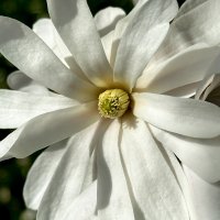 Magnolie stelată