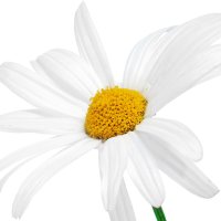 Margaretă