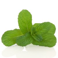 Mentă măr