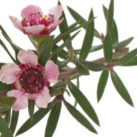 Miere Manuka